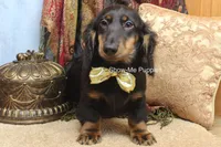 Luther, a male Miniature Dachshund for sale in West Plains, MO – 6 of 10