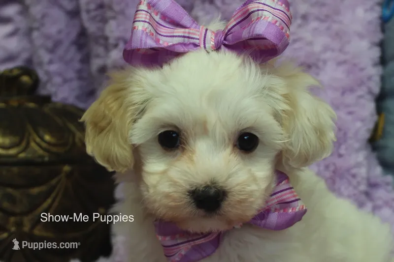 Marshie – Maltipoo puppy for sale in West Plains, MO