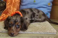 Derek, a male Miniature Dachshund for sale in West Plains, MO – 3 of 10
