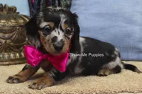 Naomi, a female Miniature Dachshund for sale in West Plains, MO – 4 of 8