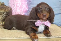 Holli, a female Miniature Dachshund for sale in West Plains, MO – 8 of 10