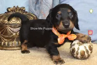 Luther, a male Miniature Dachshund for sale in West Plains, MO – 10 of 10