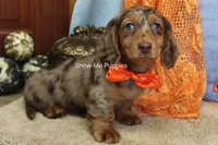 Derek, a male Miniature Dachshund for sale in West Plains, MO – 8 of 10