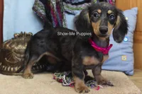 Josie, a female Miniature Dachshund for sale in West Plains, MO – 4 of 10