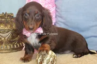 Holli, a female Miniature Dachshund for sale in West Plains, MO – 6 of 10