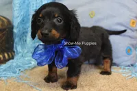 Lucas, a male Miniature Dachshund for sale in West Plains, MO – 3 of 9
