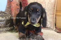 Luther, a male Miniature Dachshund for sale in West Plains, MO – 9 of 9