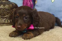 Morgana, a female Miniature Dachshund for sale in West Plains, MO – 4 of 9
