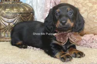 Nevea, a female Miniature Dachshund for sale in West Plains, MO – 6 of 10