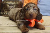 Herbie, a male Miniature Dachshund for sale in West Plains, MO – 8 of 10