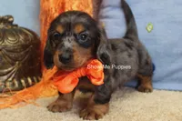 Joshua, a male Miniature Dachshund for sale in West Plains, MO – 8 of 10