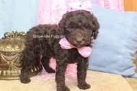 Maisie, a female Poodle - Miniature  for sale in West Plains, MO – 8 of 9
