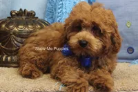 Karter, a male Poodle - Toy  for sale in West Plains, MO – 6 of 9