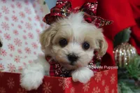 Grace, a female Maltipoo for sale in West Plains, MO – Photo 9 of 10