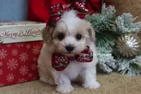 Grace, a female Maltipoo for sale in West Plains, MO – Photo 8 of 10