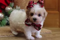 Grace, a female Maltipoo for sale in West Plains, MO – Photo 2 of 10