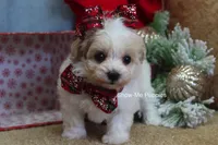Grace, a female Maltipoo for sale in West Plains, MO – Photo 10 of 10