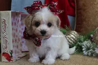 Grace, a female Maltipoo for sale in West Plains, MO – Photo 7 of 10