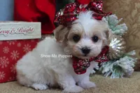 Grace, a female Maltipoo for sale in West Plains, MO – Photo 4 of 10