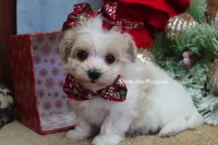 Grace, a female Maltipoo for sale in West Plains, MO – Photo 6 of 10