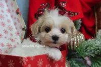 Grace, a female Maltipoo for sale in West Plains, MO – Photo 1 of 10