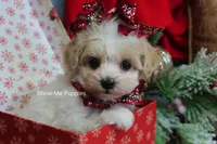 Grace, a female Maltipoo for sale in West Plains, MO – Photo 5 of 10