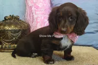 Holli, a female Miniature Dachshund for sale in West Plains, MO – 10 of 10