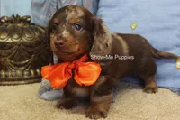Mikey, a male Miniature Dachshund for sale in West Plains, MO – 4 of 10