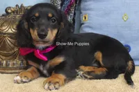 Lexi, a female Miniature Dachshund for sale in West Plains, MO – 5 of 10
