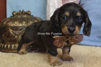 Josie, a female Miniature Dachshund for sale in West Plains, MO – 9 of 10