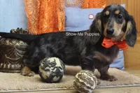 Joseph, a male Miniature Dachshund for sale in West Plains, MO – 5 of 10