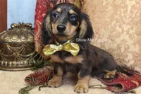 Josie, a female Miniature Dachshund for sale in West Plains, MO – 2 of 9