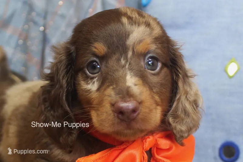 Mikey – Miniature Dachshund puppy for sale in West Plains, MO