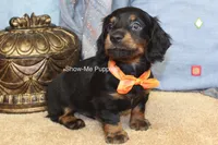 Luther, a male Miniature Dachshund for sale in West Plains, MO – 2 of 10