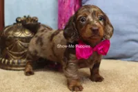 Heidi, a female Miniature Dachshund for sale in West Plains, MO – 7 of 9