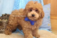 Karter, a male Poodle - Toy  for sale in West Plains, MO – 5 of 9