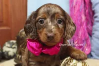 Heidi, a female Miniature Dachshund for sale in West Plains, MO – 4 of 9