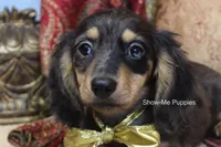 Josie, a female Miniature Dachshund for sale in West Plains, MO – 1 of 9