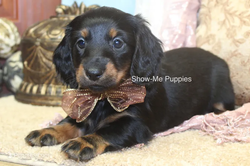 Nevea – Miniature Dachshund puppy for sale in West Plains, MO