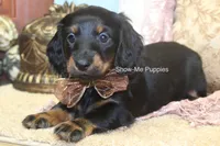 Nevea, a female Miniature Dachshund for sale in West Plains, MO – 1 of 10