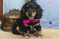 Lexi, a female Miniature Dachshund for sale in West Plains, MO – 2 of 10