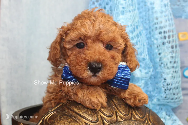 Karter – Poodle - Toy  puppy for sale in West Plains, MO