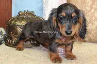 Jolene, a female Miniature Dachshund for sale in West Plains, MO – 7 of 10