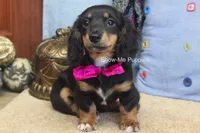 Lexi, a female Miniature Dachshund for sale in West Plains, MO – 4 of 10