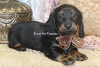 Nevea, a female Miniature Dachshund for sale in West Plains, MO – 3 of 10