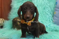 Manny, a male Miniature Dachshund for sale in West Plains, MO – 4 of 10