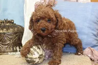 Keira, a female Poodle - Toy  for sale in West Plains, MO – 2 of 9