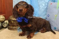 Franky, a male Miniature Dachshund for sale in West Plains, MO – 5 of 8