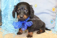 Lucas, a male Miniature Dachshund for sale in West Plains, MO – 5 of 9
