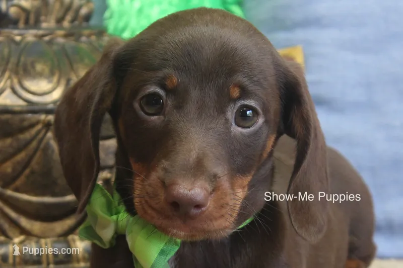 Manny – Miniature Dachshund puppy for sale in West Plains, MO